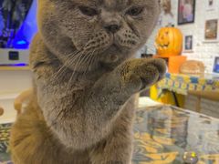 -平行世界·猫咖(首经贸店)