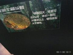 -萌宠奇缘