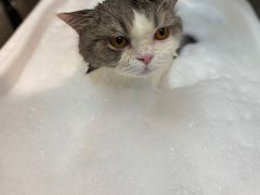 -PETKIT小佩宠物·低压洗护(国顺东路店)