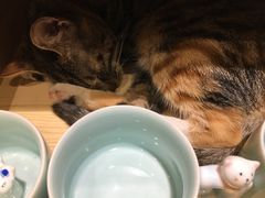 -猫的天空之城概念书店(杭州南宋御街店)