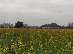 -光明小镇欢乐田园