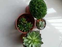 -尚朋堂烤鸭(锦绣蓝山店)