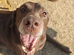 -趣玩宠物乐园寄养训犬训狗游泳池