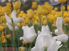 -香蜜公园