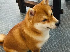 -柴源莊·柴小宠柴犬咖啡