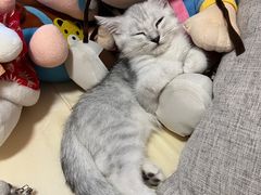 -宠颐生宠物医院外科·内科·皮肤科·影像科(石龙店)
