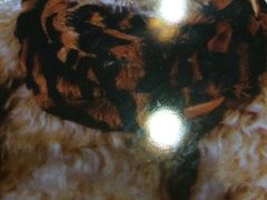 iphone_upload_pic-珍妮曲奇聪明小熊(尖沙咀店)