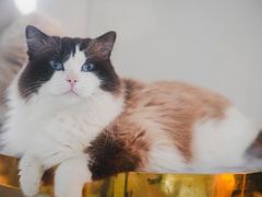 -喵喵咪呀布偶猫咖(春熙路店)