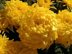 android_upload_pic-沈阳植物园