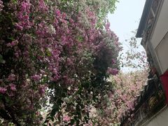 -深圳国际园林花卉博览园