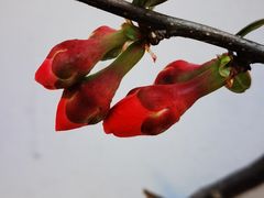 -无锡梅园公园