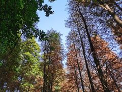 -广州市帽峰山景区
