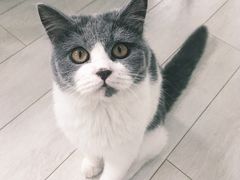 -喵的天空名猫咖啡馆·撸猫·猫舍·用品