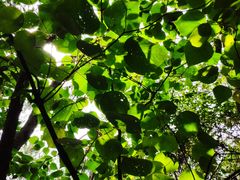 -铁山坪森林公园