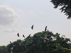 -广州长隆飞鸟乐园