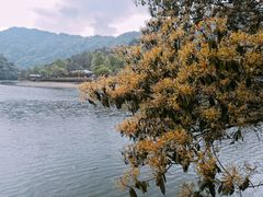 -天台国家森林公园水上茶乡九鹏溪