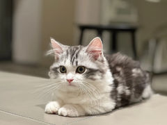 -小猫来了·猫舍(红山六九七九店)