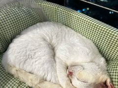 -楼上猫咖(罗湖店)