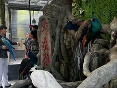 -野象谷景区