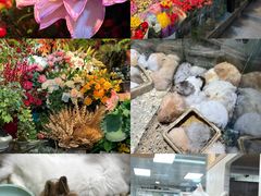 -苏州市皮市街花鸟工艺品市场