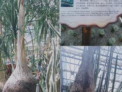 -南山植物园