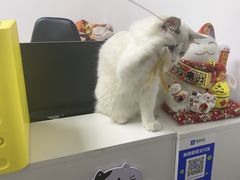 -稻荷日麻社