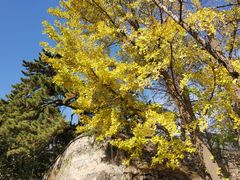 -阳台山自然风景区