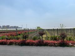 -菊园百果园