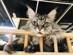 -猫和宫(六道口店)