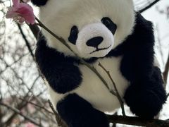 -栾川竹海野生动物园