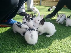 -萌宠亲子动物乐园(槐房万达店)