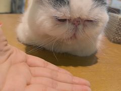 -藏猫猫咖啡主题馆(中央大道店)