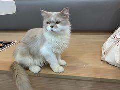 -喵园·猫主题咖啡厅·撸猫·猫咖(国贸店)
