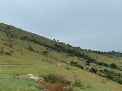 -大姆山草场