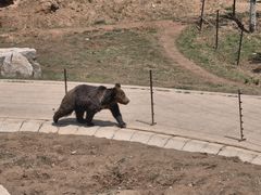 -青藏高原野生动物园