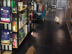 -Goku PET SHOP宠物视觉生活馆(双井店)