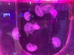-大连圣亚海洋世界
