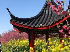 -南汇桃花村