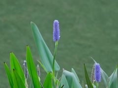 -荔湾湖公园