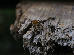 -维乐口腔医院(星海湾分院)