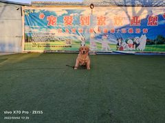 -宠物寄养训练学校