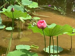 -沐仙湖湿地公园
