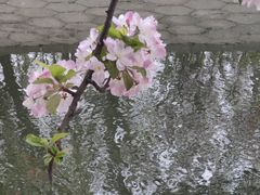 -海棠花溪(元大都城垣遗址公园)