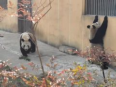 -西安秦岭野生动物园