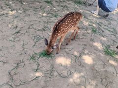 -秦皇岛野生动物园