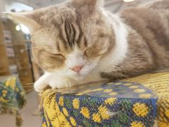 -平行世界·猫咖(首经贸店)