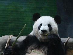 -灵玲国际马戏城
