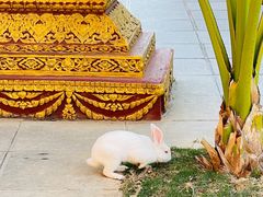 -西双版纳总佛寺