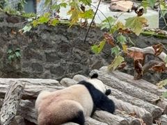 -都江堰中华大熊猫苑