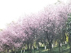 -龙头寺公园